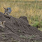 Southern Grass Plains, Serengeti NP